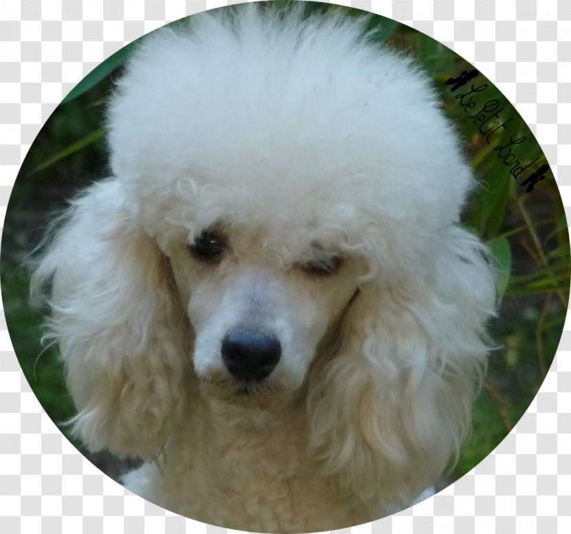 Miniature Poodle Standard Toy Crossbreed - Dog - Eragon Transparent PNG