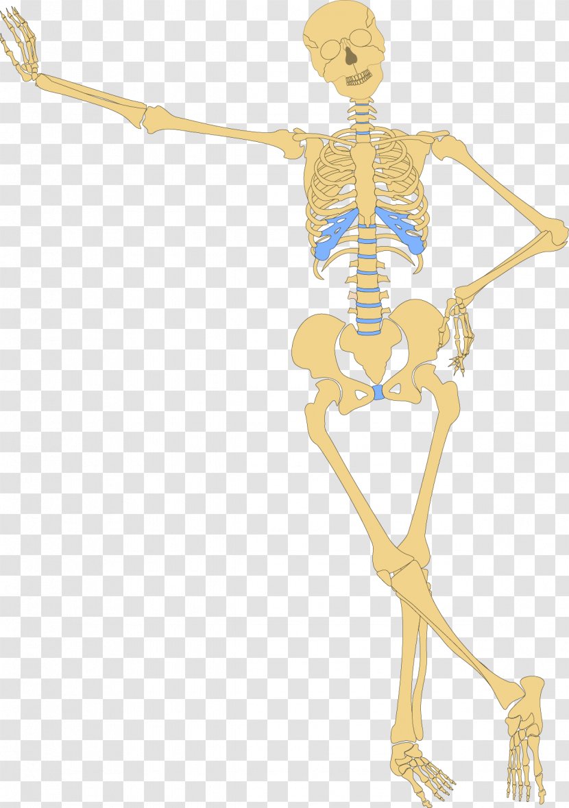 Human Skeleton Bone Skull Clip Art - Heart - Medical Transparent PNG