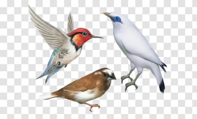 Hummingbird Clip Art - Kingfisher - Bird Transparent PNG