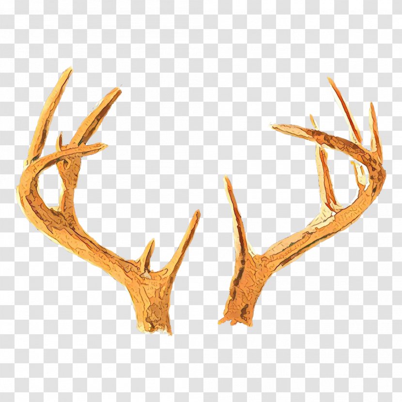 Antler Horn Elk Deer Fawn - Natural Material Transparent PNG