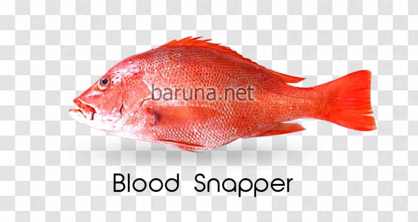Northern Red Snapper Malabar Blood Nemipterus Virgatus PT. Nautical Blue Archipelago Fish Transparent PNG