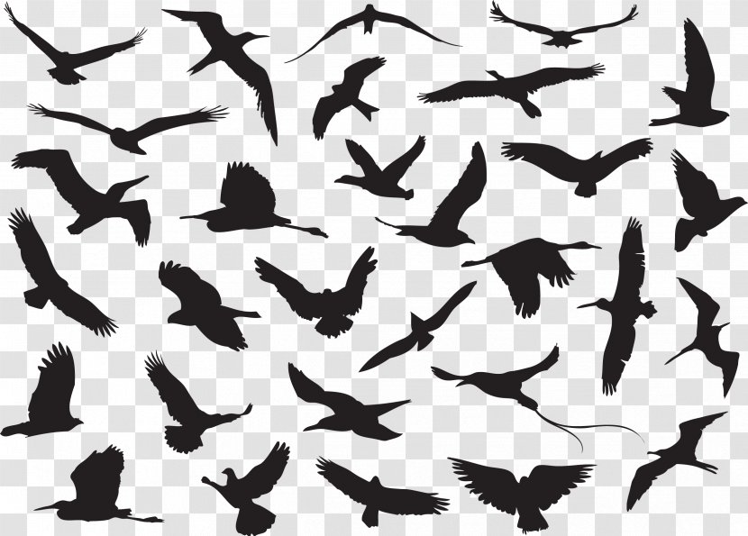 Hummingbird Crane Flock - Animal Migration - Eps.zip Transparent PNG