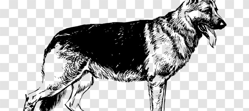 Wolf Drawing - Easteuropean Shepherd - King Sakhalin Husky Transparent PNG