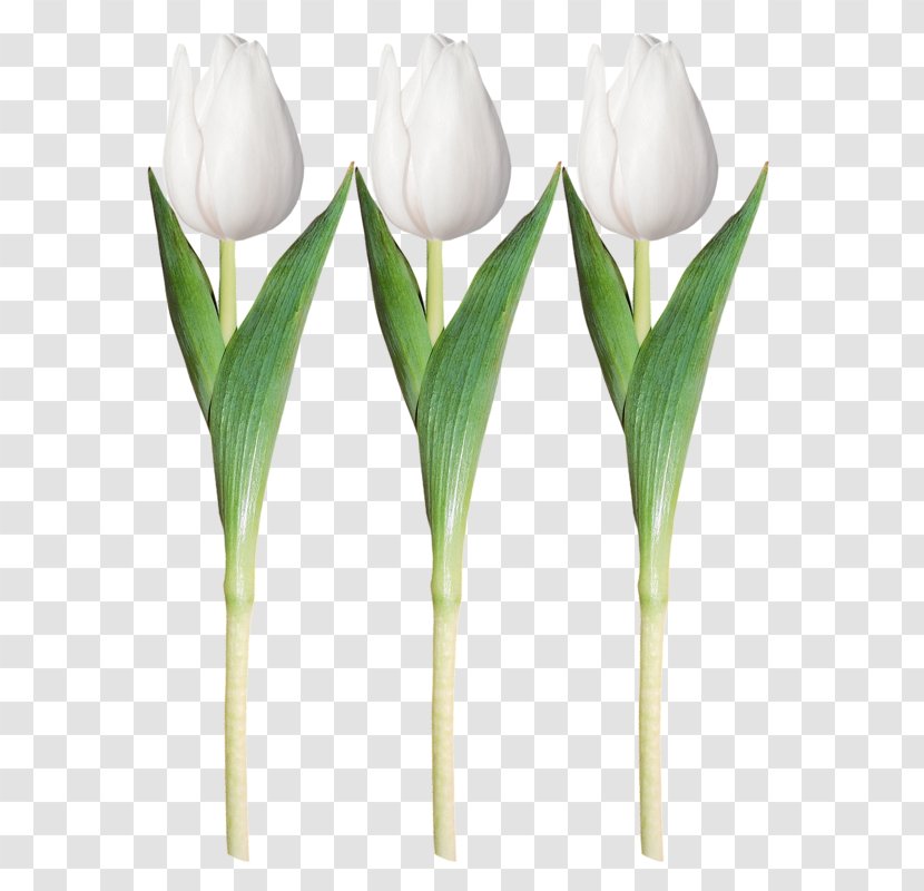 Tulip White Clip Art - Plant - Painted Tulips Transparent PNG