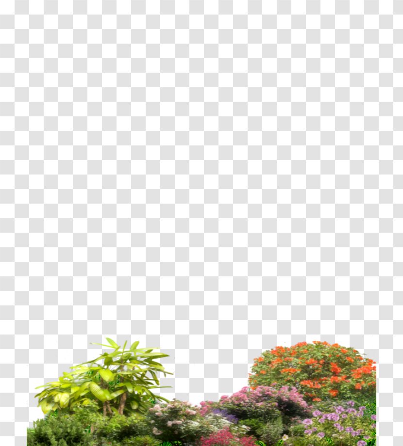 Tree Shrub Plant Photography - Email - Arboles Transparent PNG
