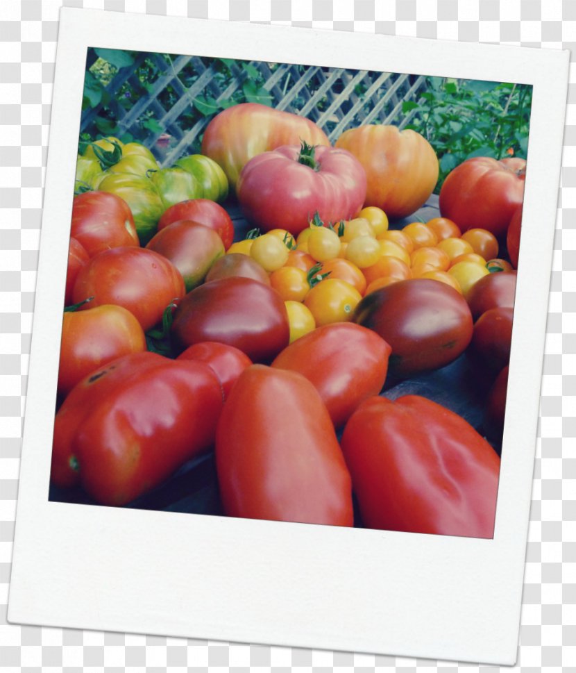 Plum Tomato Vegetarian Cuisine Bush Bell Pepper - Peppers Transparent PNG