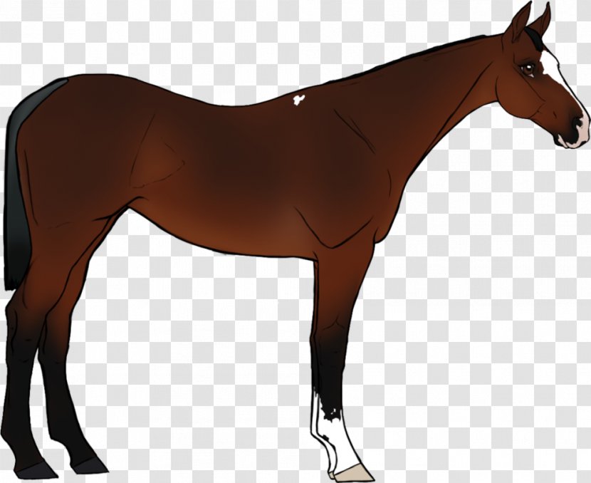 Foal Pony Mustang Mare Rein - Bit - Lady Macbeth 2015 Transparent PNG