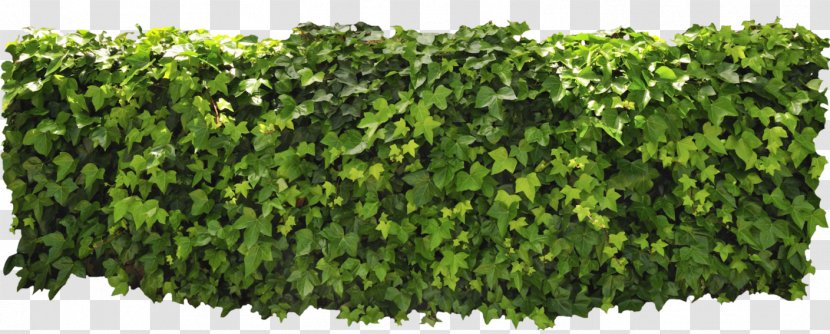Hedge - Ivy Transparent PNG
