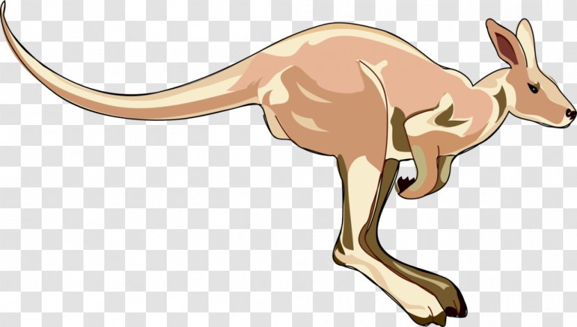 Kangaroo Clip Art - Fauna Transparent PNG