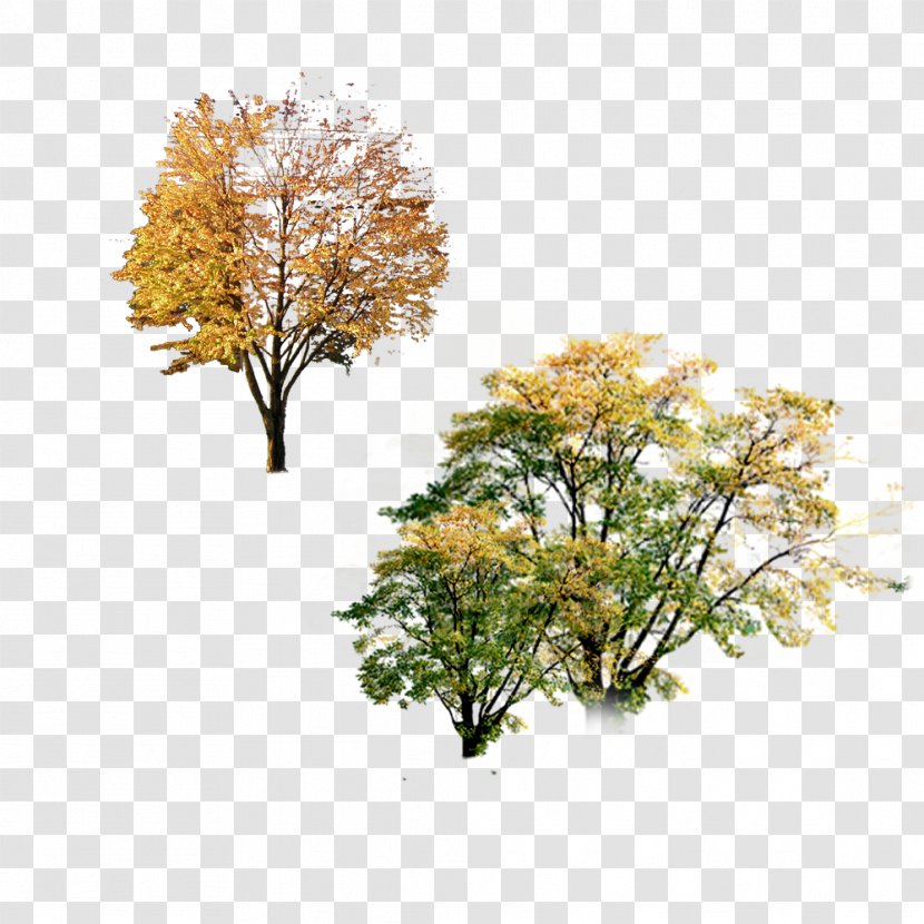 Autumn Poster Tree Landscape - Maple - Posters Transparent PNG
