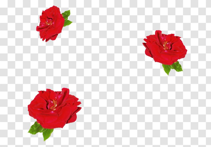Garden Roses China Rose Petal Floribunda Clip Art - Malvales - Flower Transparent PNG