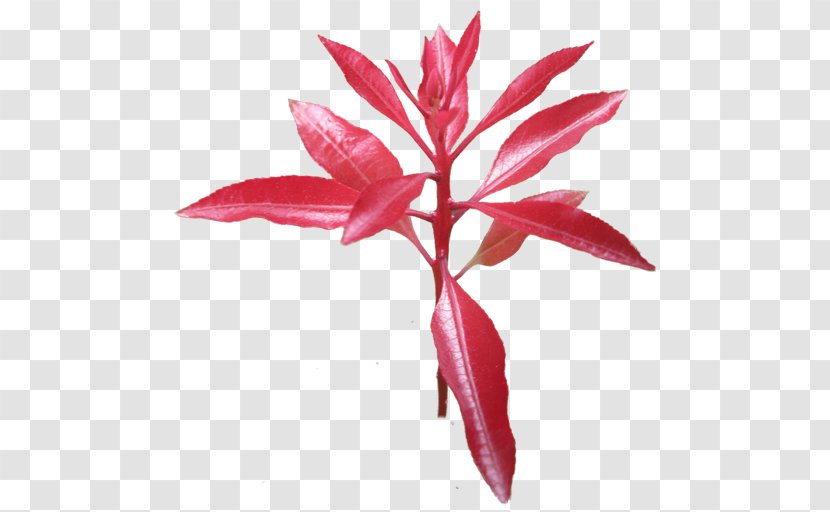 Leaf Flower Petal Plant Stem - Crape Myrtle Transparent PNG