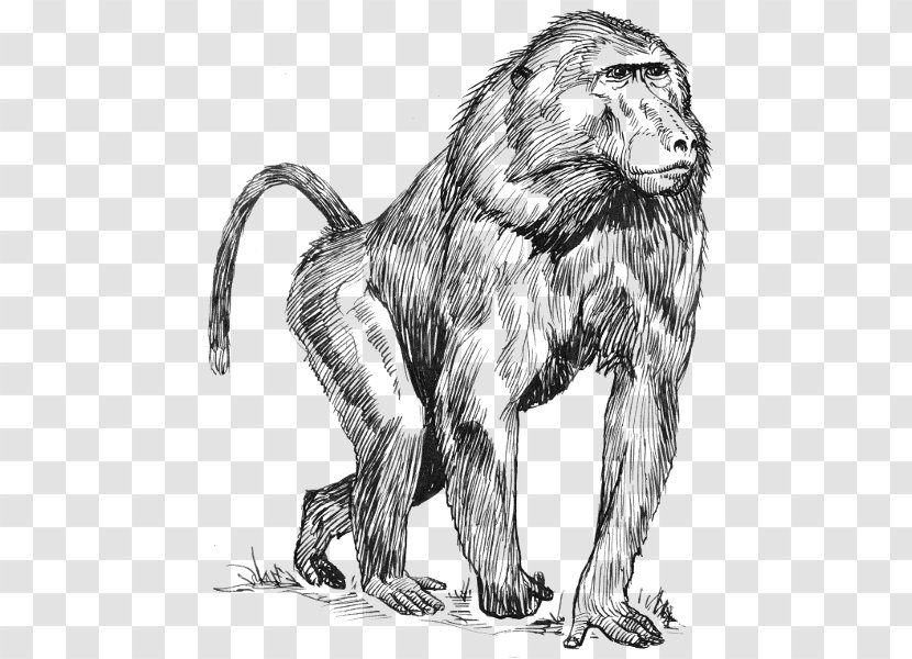 Mandrill Drawing Hamadryas Baboon Clip Art - Line - Monkey Transparent PNG