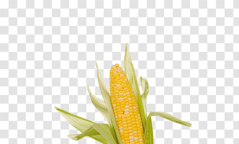 Corn On The Cob Maize Undertale Clip Art - Toby Fox - Symbol Transparent PNG