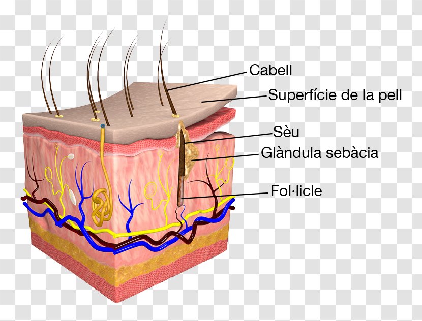 Human Skin Body Anatomy Stock Photography - Flower - Pelé Transparent PNG