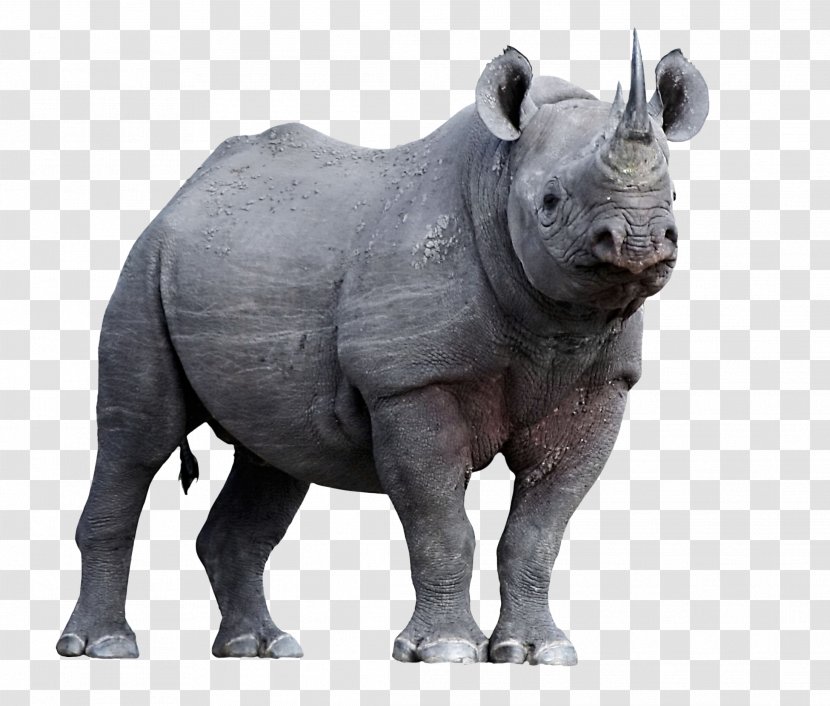 Javan Rhinoceros Horn Animal Endangered Species - Indian - Vladimir Putin Transparent PNG