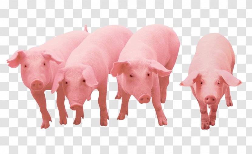 Danish Landrace Pig Piglet Winnie The Pooh U54fau4e73u6bcdu732a Fodder - Boar Taint - Suckling Transparent PNG