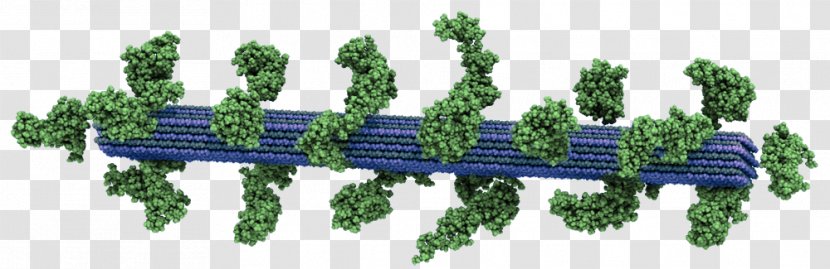 Oak Ridge National Laboratory Lignocellulosic Biomass Tree Transparent PNG