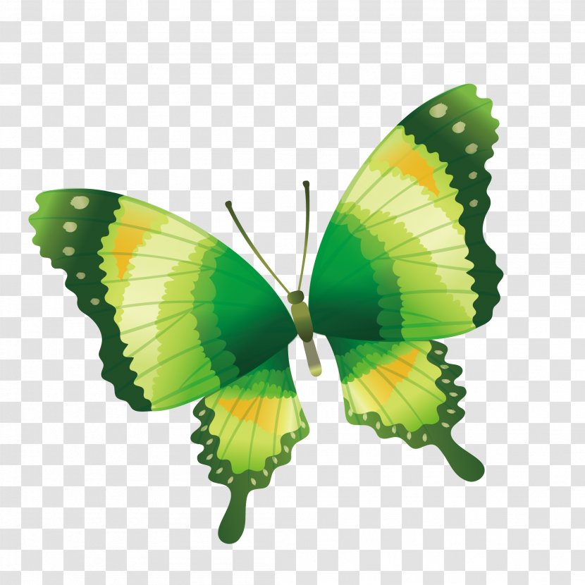 Butterfly Drawing Clip Art - Pollinator - Hand Painted Green Transparent PNG