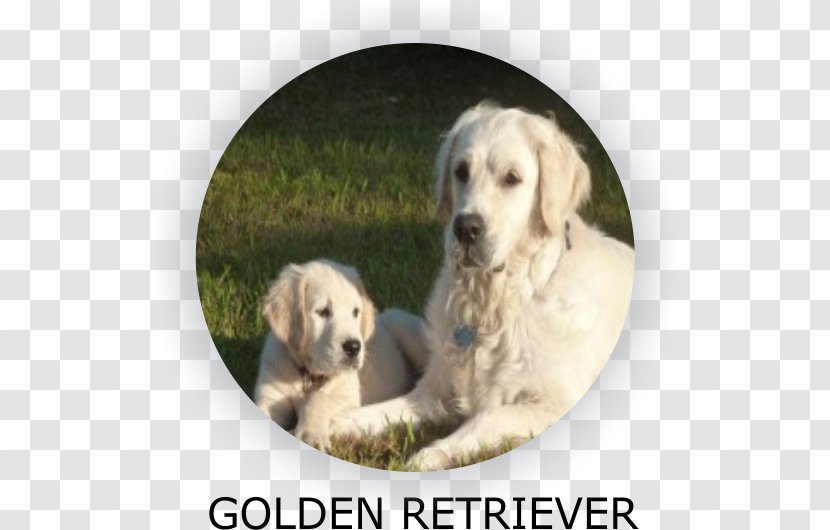 Golden Retriever Labrador Puppy Belgian Shepherd German - Litter Transparent PNG