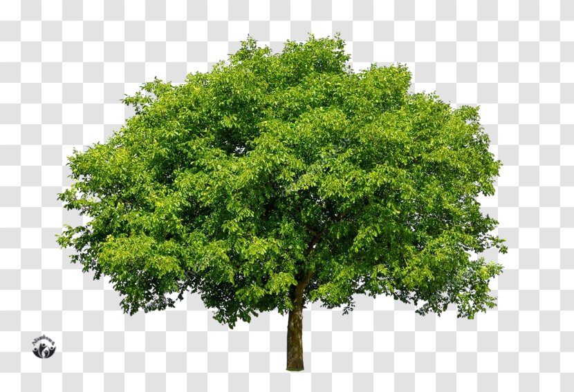 Green On Limited Deciduous Tree Stock Photography Industry - Oak Transparent PNG