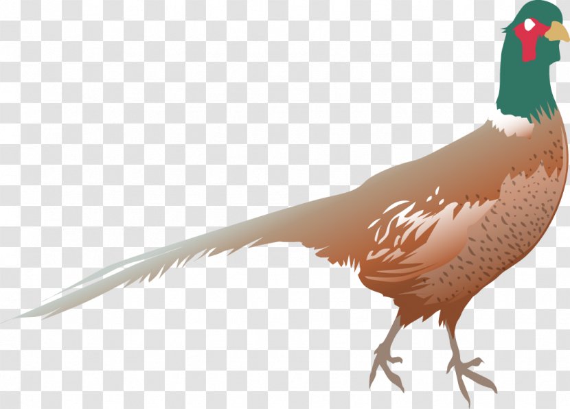 Pheasant Bird Fédération Des Chasseurs De La Somme Goose Duck Transparent PNG