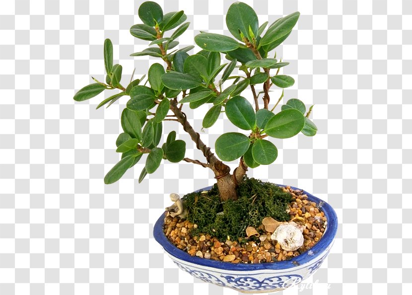 Image Flowerpot Bonsai Download - Fig Trees - Bonsay Transparent PNG