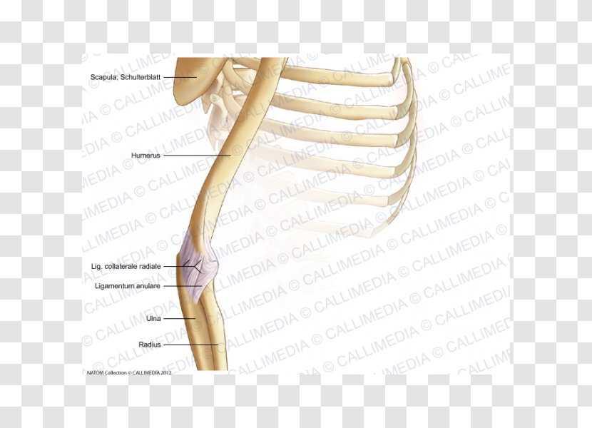 Thumb Elbow Bone Shoulder Acromion - Heart - Arm Transparent PNG