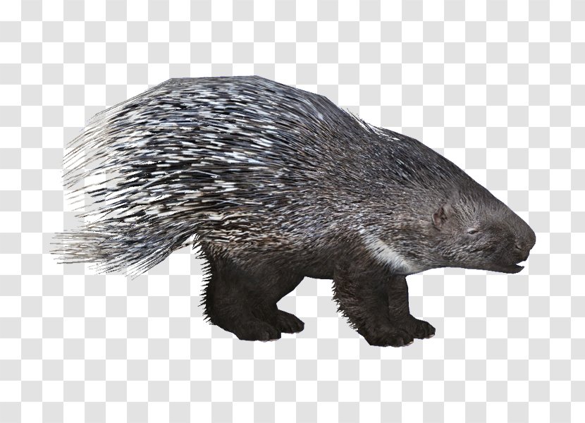 Zoo Tycoon 2 Crested Porcupine Beaver Rodent - Carnivoran Transparent PNG