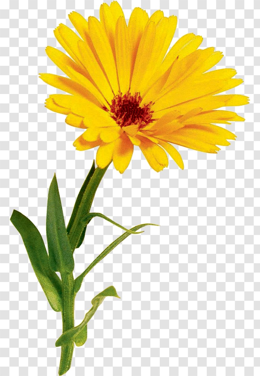 Oxeye Daisy Hyundai Motor Company Chrysanthemum Transparent PNG