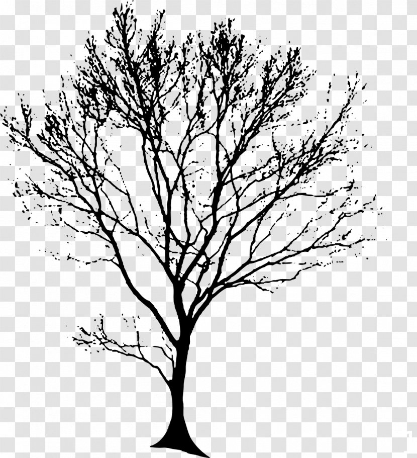 Drawing Tree Silhouette Clip Art - Twig - Line Architecture Transparent PNG