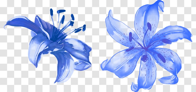 Flower Render Lilium Blue - Auglis - Lily Transparent PNG