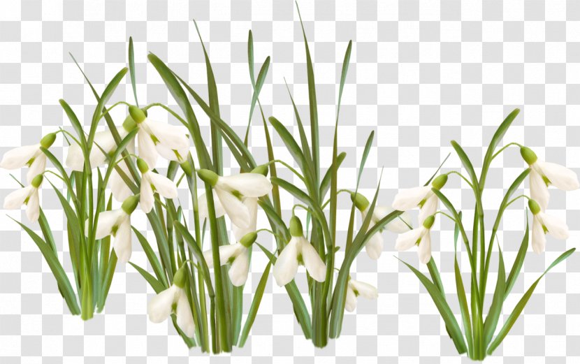 Snowdrop TIFF Spring - Commodity - Visualization Transparent PNG