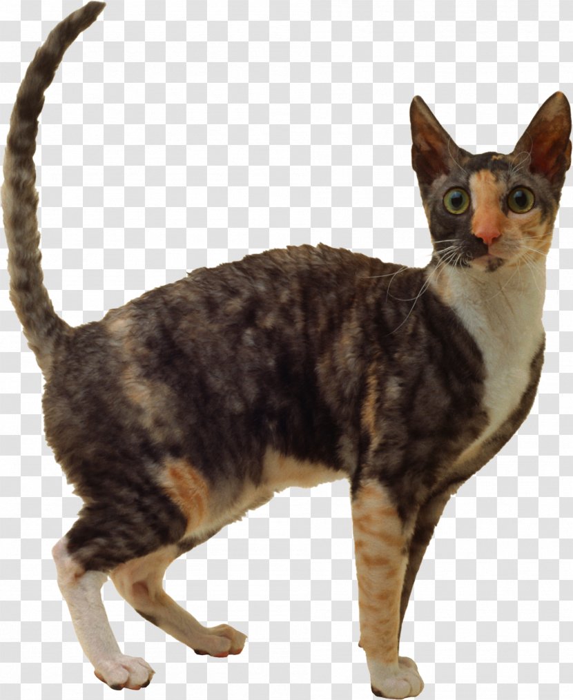 European Shorthair German Rex Sokoke Devon California Spangled - Fauna - Cats Transparent PNG