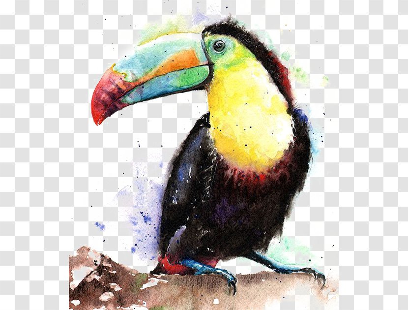 Bird Keel-billed Toucan Watercolor Painting - Fauna - Parrot Transparent PNG