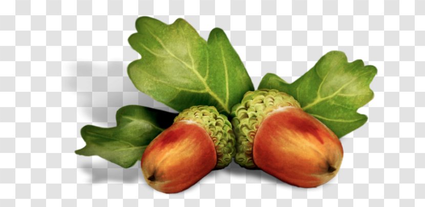 Clip Art Acorn Fruit Blog - Nuts Seeds Transparent PNG