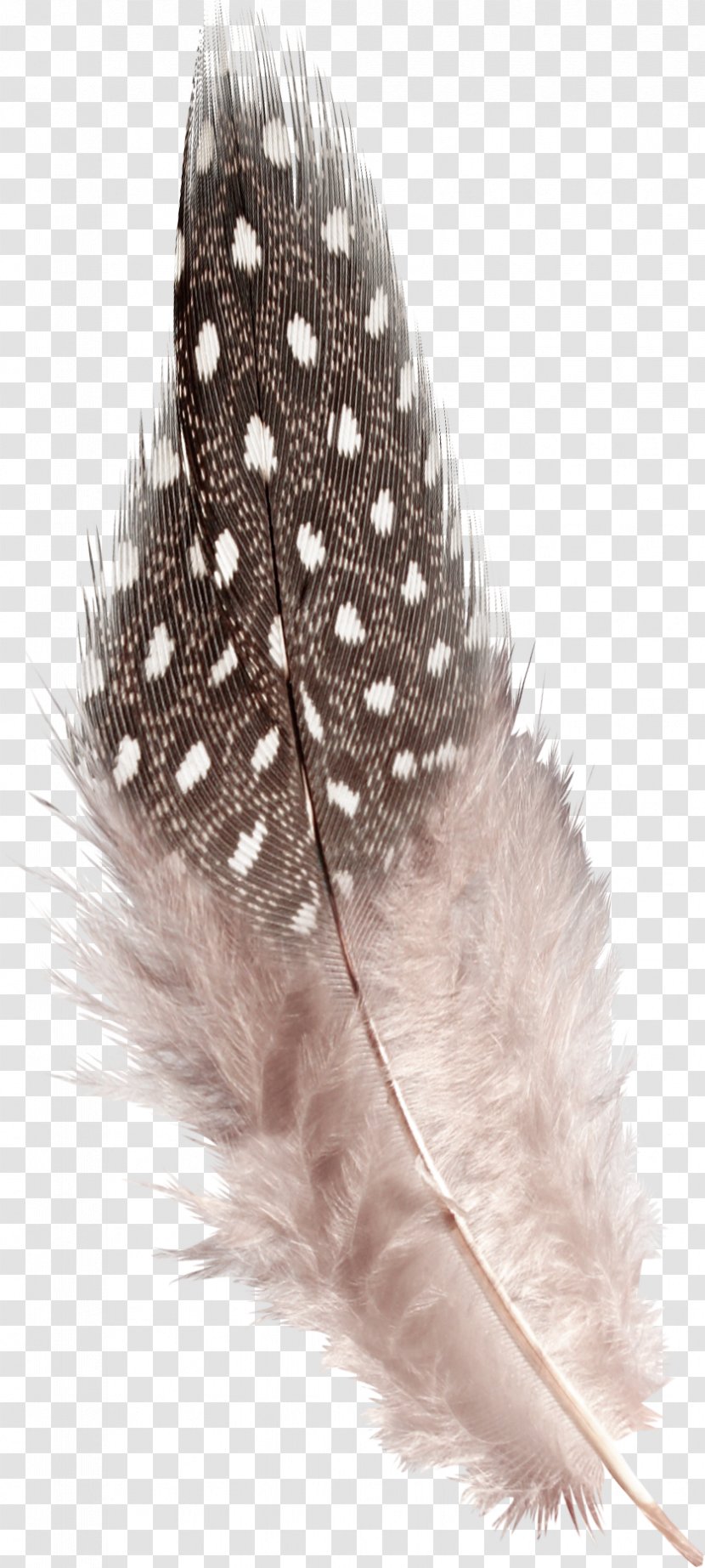 Caudipteryx Feather Download - Fern - Pheasant Tail Transparent PNG