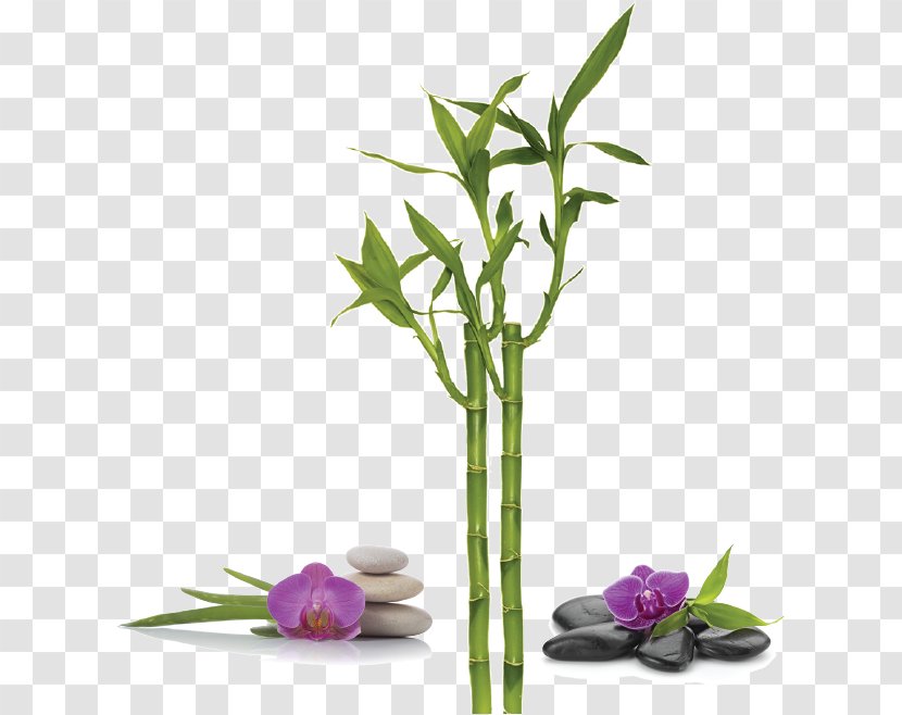 Lucky Bamboo Bamboe Vase Trellis - Musical Instruments Transparent PNG