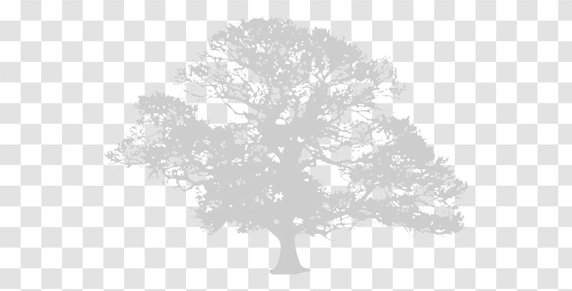 Tree The Europa World Of Learning 2018 Book Training - Monochrome Photography - Gray Transparent PNG