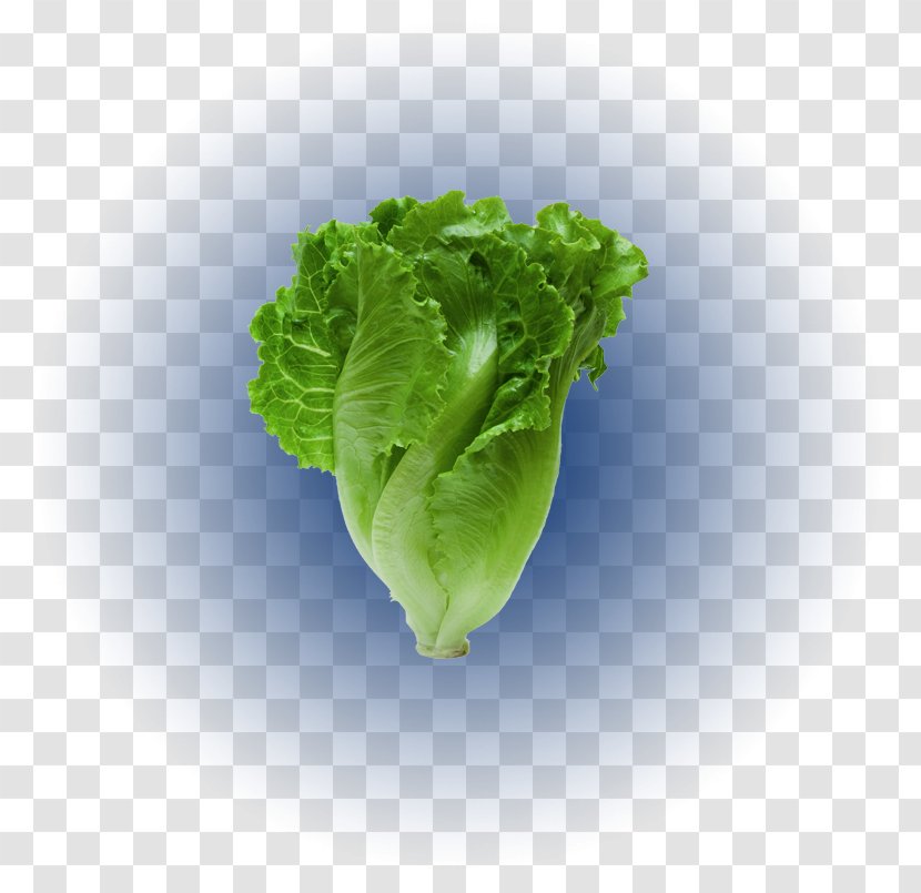 Romaine Lettuce Tener Un Perro Stock Photography Red Leaf - Dog Transparent PNG