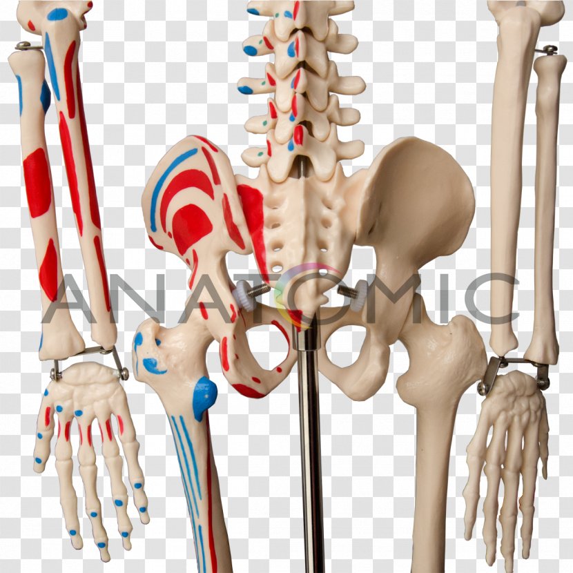 Human Skeleton Shoulder Joint Anatomy - Watercolor Transparent PNG