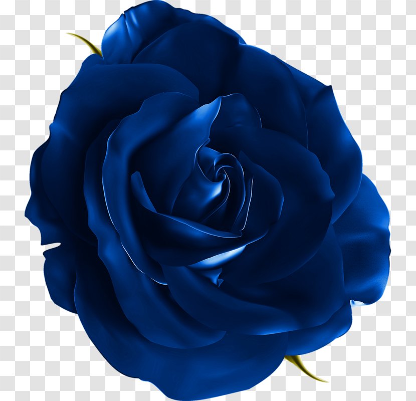 Garden Roses Blue Rose Cabbage Beach Flower - Electric Transparent PNG
