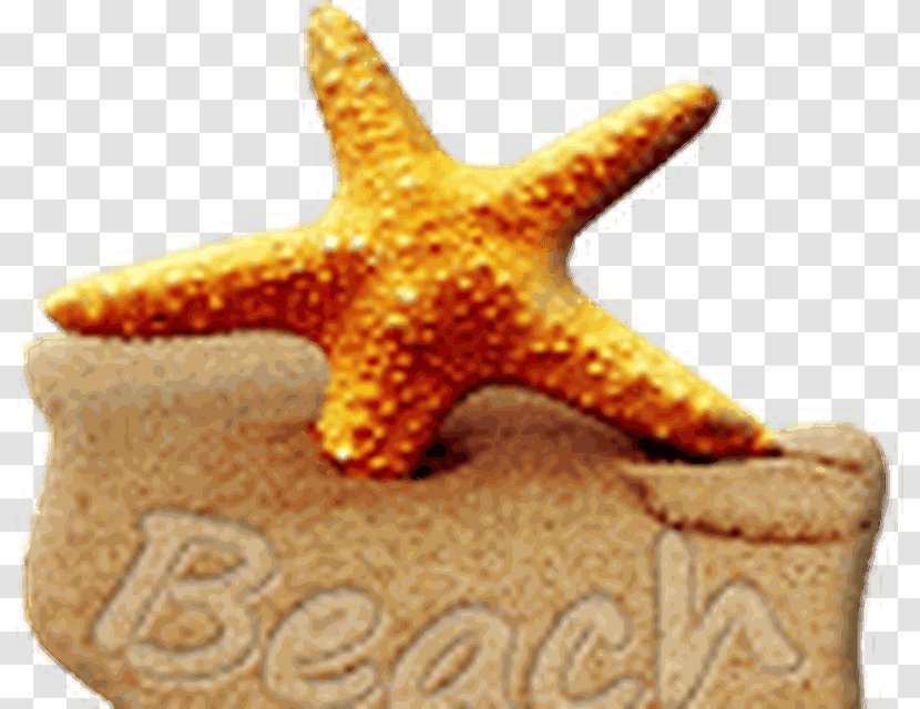IPhone 4S 5 6 X Desktop Wallpaper - Starfish - Beach Transparent PNG