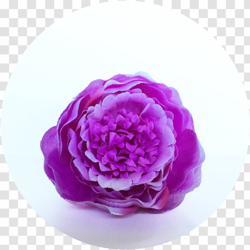 Cabbage Rose Cut Flowers Peony Petal - Magenta - Flower Transparent PNG