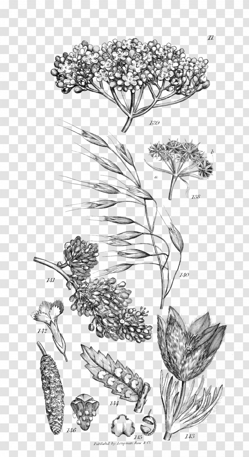 An Introduction To Physiological And Systematical Botany Woody Plant Art - Twig Transparent PNG