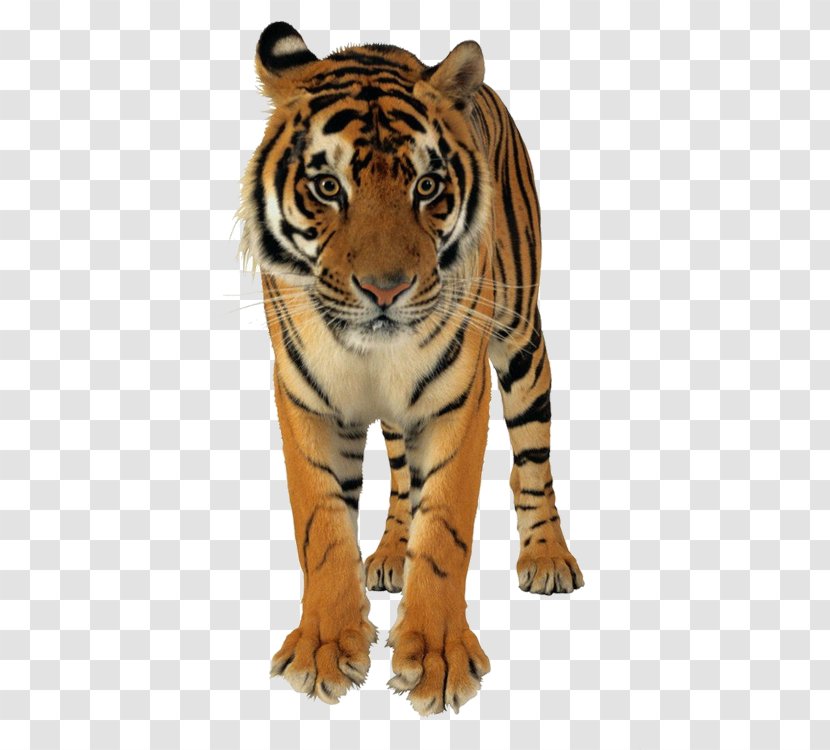 Lion Bangladesh Bengal Tiger Saving Tigers Cat - Carnivoran Transparent PNG