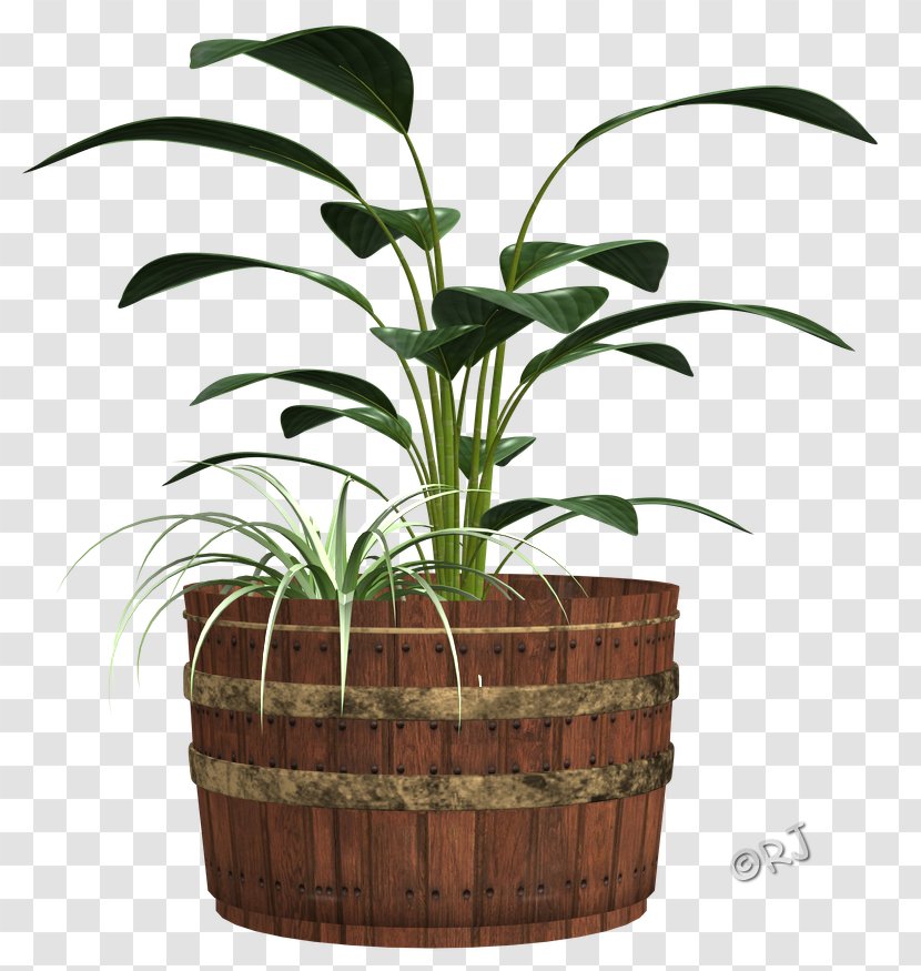 Arecaceae Flowerpot Houseplant Grasses Family - Plant Transparent PNG