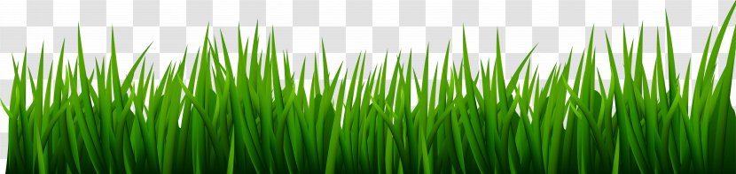Golf Course Lawn Clip Art - Wheatgrass - Grass Transparent PNG