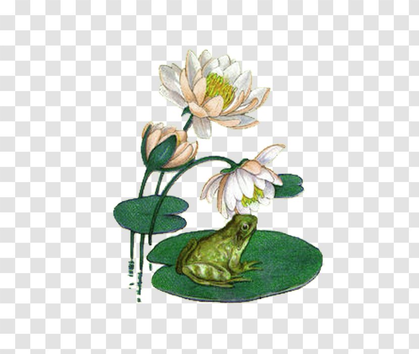 Koi Water Lily Frog Mousepad Pond - Lilies - Green Chinese Wind Flower Decoration Pattern Transparent PNG