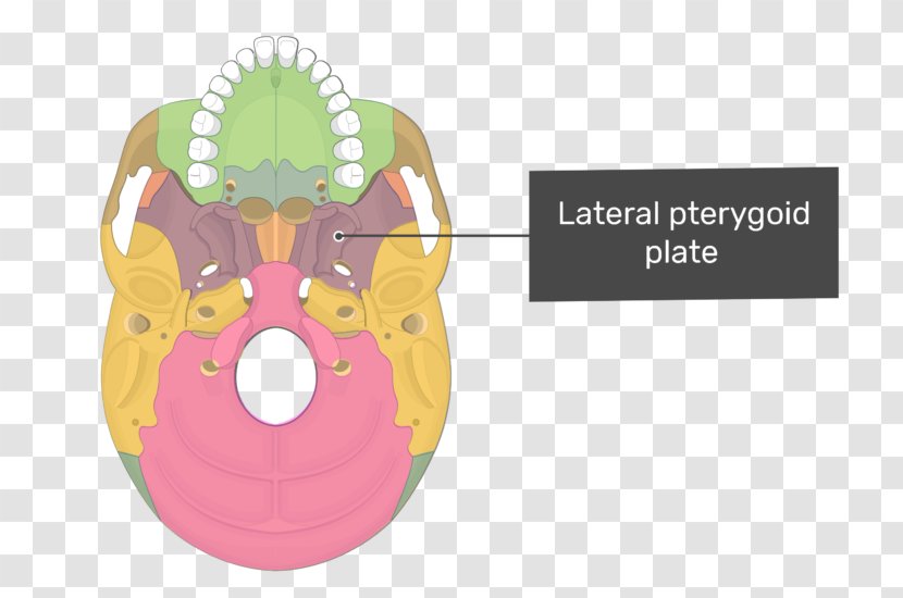 Pterygoid Processes Of The Sphenoid Medial Muscle Hamulus Lateral Bone - Flower - Heart Transparent PNG